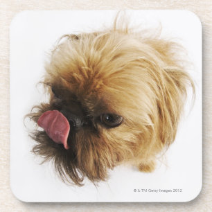 Posavasos Pequeño perro en el fondo blanco, opinión de alt