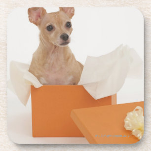 Posavasos Pequeño perro que se sienta en caja de regalo