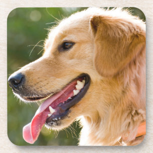 Posavasos Perfil de Golden Retriever con lengua de salida