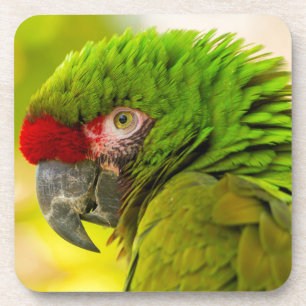 Posavasos Perfil de guacamayo en el zoológico de Santa Bárba