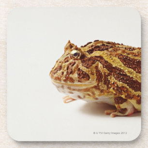 Posavasos Perfil de la rana de cuernos de Argentina