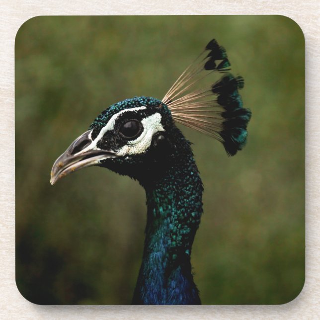 Posavasos Perfil del pavo real (Frente)