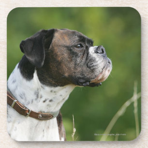 Posavasos Perfil del perro del boxeador