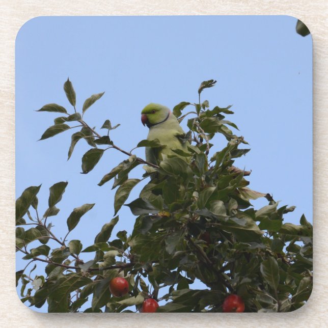 Posavasos Perico Verde (Frente)