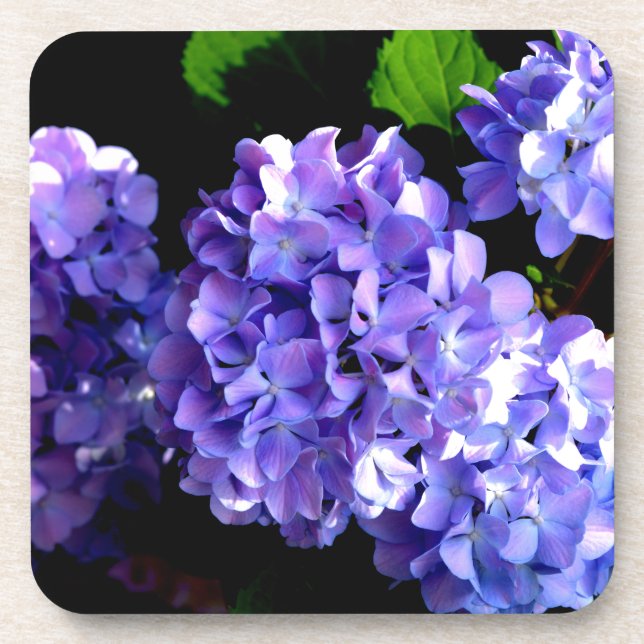 Posavasos Periwinkle hidrangeas flor azul púrpura floral (Frente)