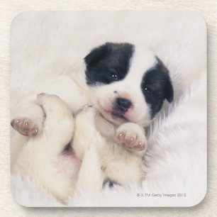 Posavasos Perrito 2