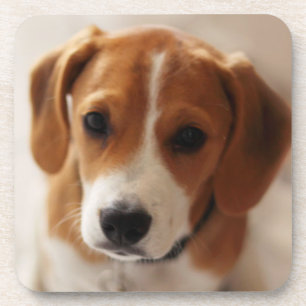 Posavasos Perrito 2 del beagle