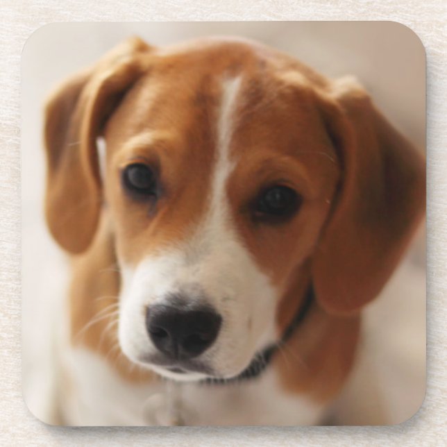 Posavasos Perrito 2 del beagle (Frente)