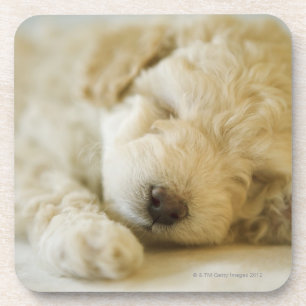 Posavasos Perrito 2 del caniche el dormir
