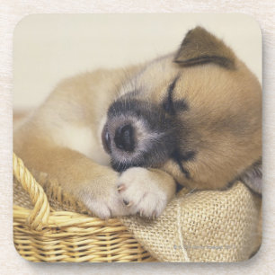 Posavasos Perrito 3