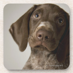 Posavasos Perrito alemán del indicador de pelo corto