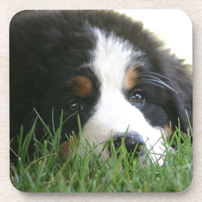 Posavasos Perrito de Bernese (Frente)