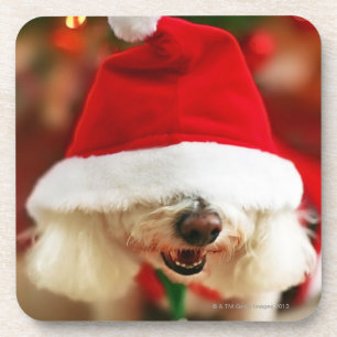 Posavasos Perrito de Bichon Frise que lleva el traje de
