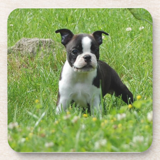 Posavasos Perrito de Boston Terrier en sistema del práctico