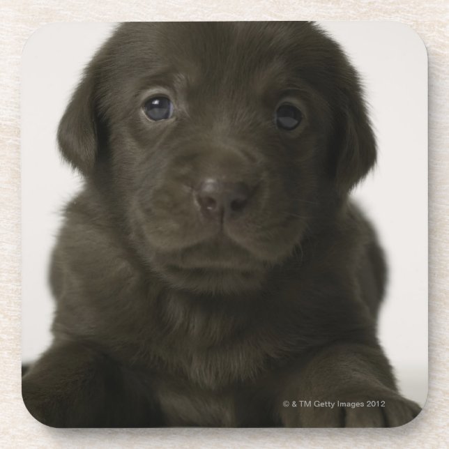 Posavasos Perrito de Brown, retrato, primer (Frente)