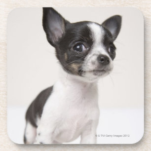 Posavasos Perrito de Chihuhua que se coloca en la tela