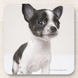 Posavasos Perrito de Chihuhua que se coloca en la tela