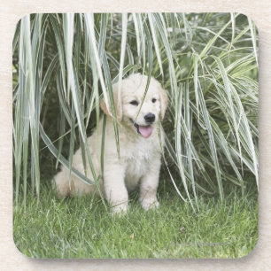 Posavasos Perrito de Goldendoodle que se sienta debajo de