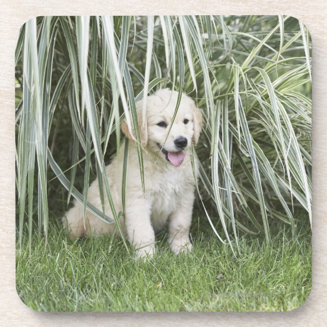 Posavasos Perrito de Goldendoodle que se sienta debajo de (Frente)