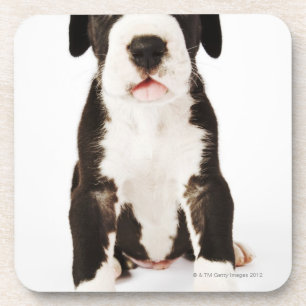 Posavasos Perrito de great dane del Harlequin en el fondo
