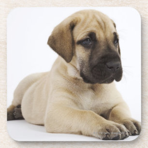 Posavasos Perrito de great dane que miente en estudio