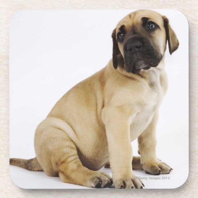 Posavasos Perrito de great dane que se sienta en estudio (Frente)