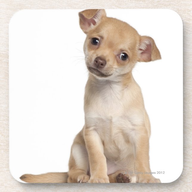 Posavasos Perrito de la chihuahua (2 meses) (Frente)