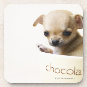 Posavasos Perrito de la chihuahua en el cuenco (cosechado)