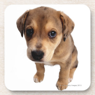 Posavasos Perrito de la Mezclado-Raza