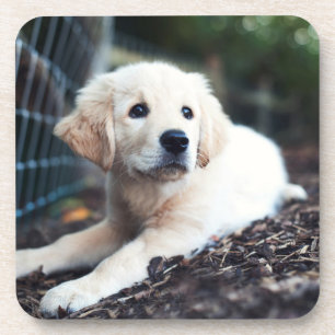 Posavasos Perrito de Labrador que juega en el jardín