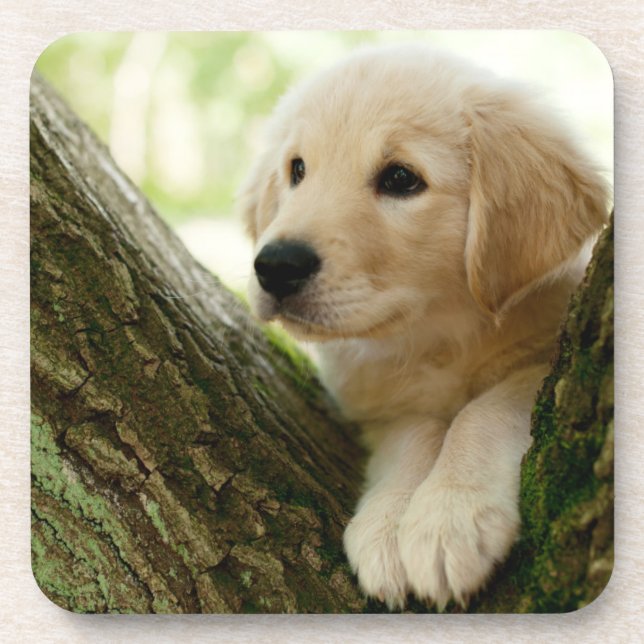 Posavasos Perrito de Labrador que se sienta en un ajuste del (Frente)
