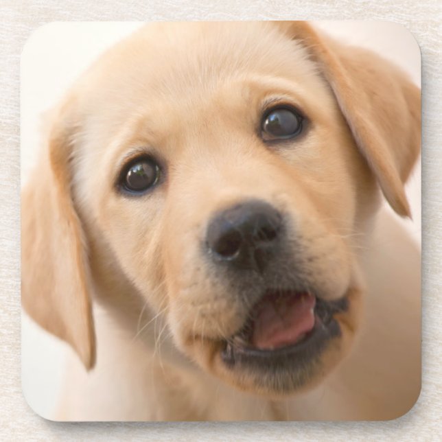 Posavasos Perrito de oro de Labrador (Frente)