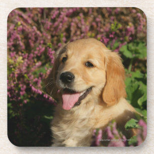 Posavasos Perrito de oro de Retreiver