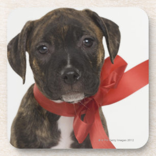 Posavasos Perrito de Pitbull que lleva la cinta roja