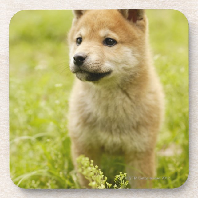 Posavasos perrito de Shiba-ken (Frente)