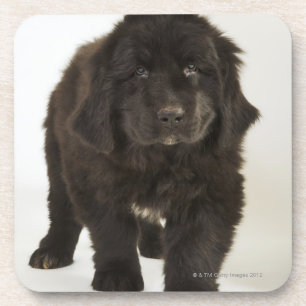 Posavasos Perrito de Terranova, tiro del estudio