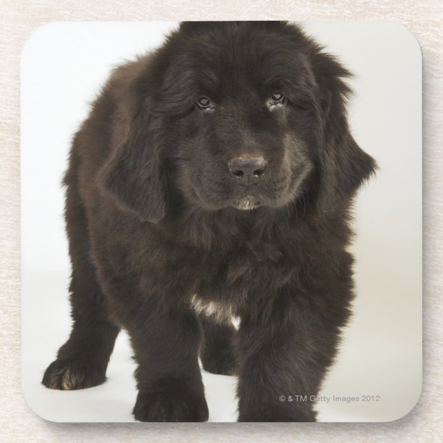 Posavasos Perrito de Terranova, tiro del estudio (Frente)