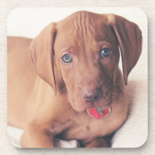 Posavasos Perrito de Vizsla del húngaro