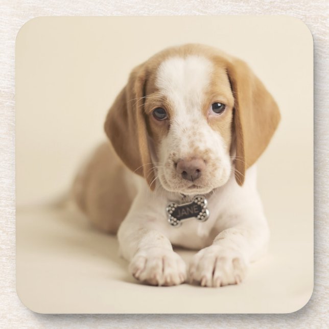 Posavasos Perrito del beagle (Frente)