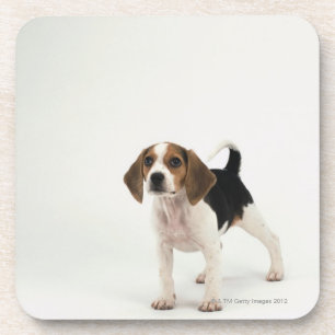 Posavasos Perrito del beagle