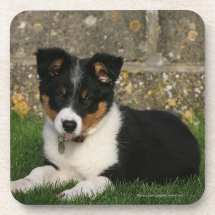 Posavasos Perrito del border collie con la hoja en boca