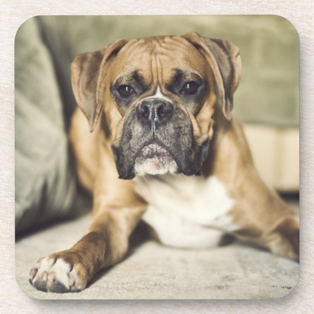 Posavasos Perrito del boxeador del cervatillo (Frente)