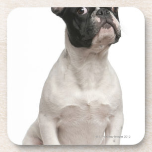 Posavasos Perrito del bulldog francés (5 meses)