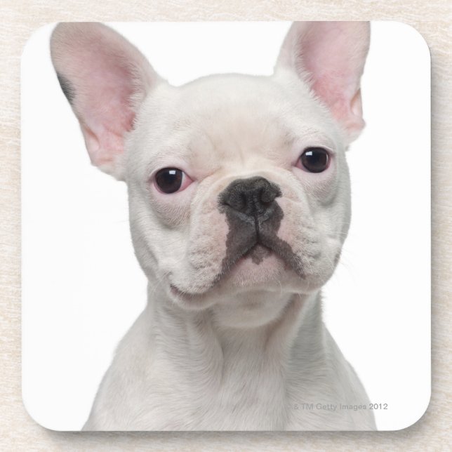 Posavasos Perrito del bulldog francés (5 meses) (Frente)
