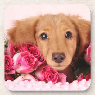 Posavasos Perrito del Dachshund rodeado por los rosas