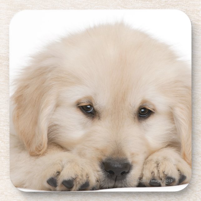 Posavasos Perrito del golden retriever (Frente)