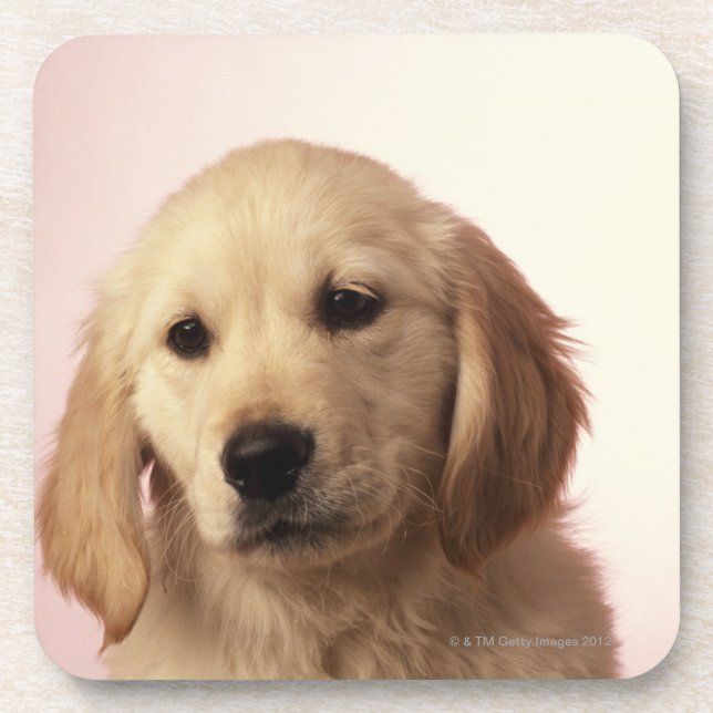 Posavasos Perrito del golden retriever (Frente)