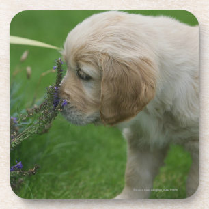Posavasos Perrito del golden retriever