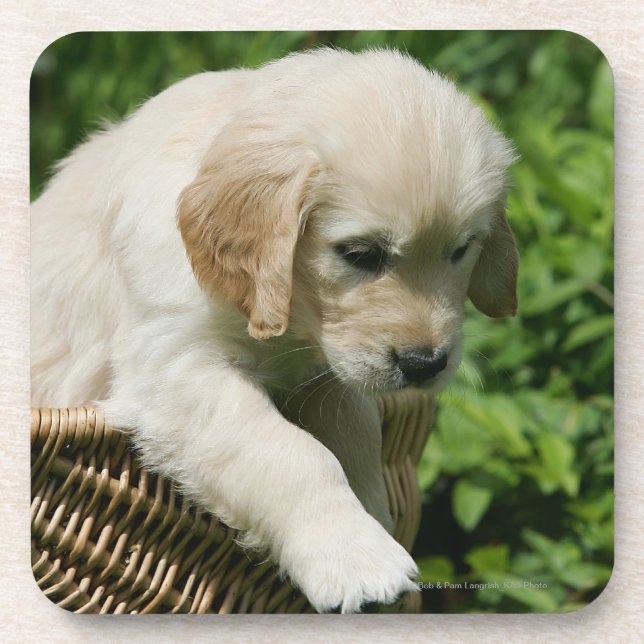 Posavasos Perrito del golden retriever en cesta (Frente)