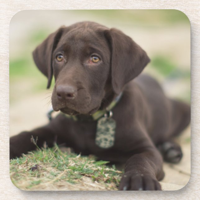 Posavasos Perrito del laboratorio del chocolate (Frente)